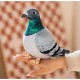 Funny Pigeon Soft Toy 20 cm